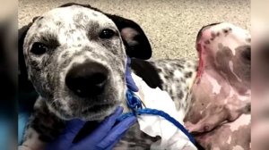 Собака больше не могла терпеть боль. Только посмотрите, что с ней сделал хозяин!