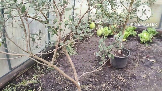 Фейхоа. Огляд плодоношення сіянців та сорту "Нікітський Ароматний" смотреть онлайн