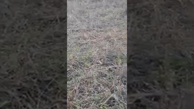 Что такое поздний подзимний посев озимой пшеницы?