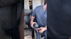 Первая помощь при вздутии рубца у КРС