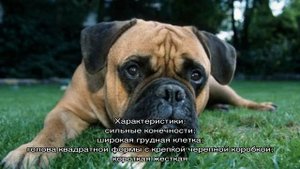 Бульмастиф: характеристика породы, описание характера