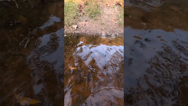 Fish life in mountain streams #samantha #puffer #video #gold #toad #virallife