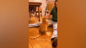 Новые забавные животные 🤣🤣 Самые смешные видео про кошек и собак 😹🐶