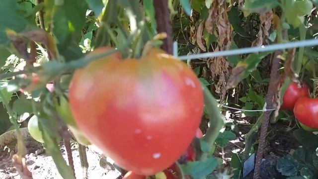 Томат сорта "Мазарини." смотреть онлайн