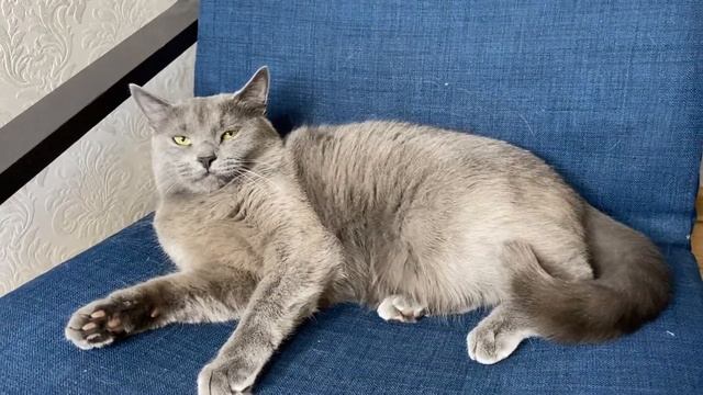 Почему кошки любят когда их гладят? смотреть онлайн