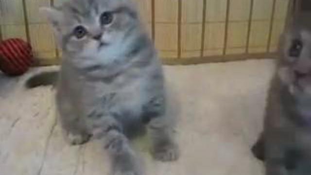 Британские котята, Вислоухие котята. 