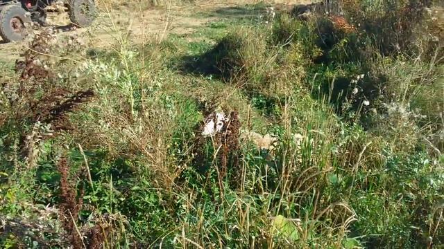 Катумские бараны и Дорпер. Потихоньку растут. смотреть онлайн