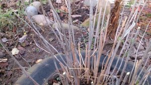 ноябрь. Нужно ли обрезать древовидную гортензию.