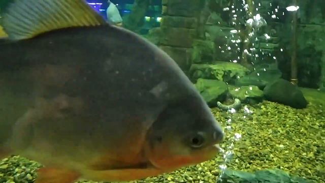 ОКЕАНАРИУМ КРАСНОДАРА/ КРУПНЕЙШИЙ ОКЕАНАРИУМ ЮГА РОССИИ/ ТРЦ ГАЛАКТИКА смотреть онлайн