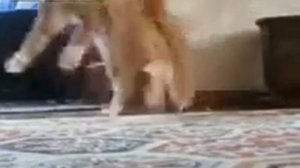 Кот странно ходит на задних лапах
