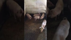 Разведение свиней в домашних условиях.часть 3