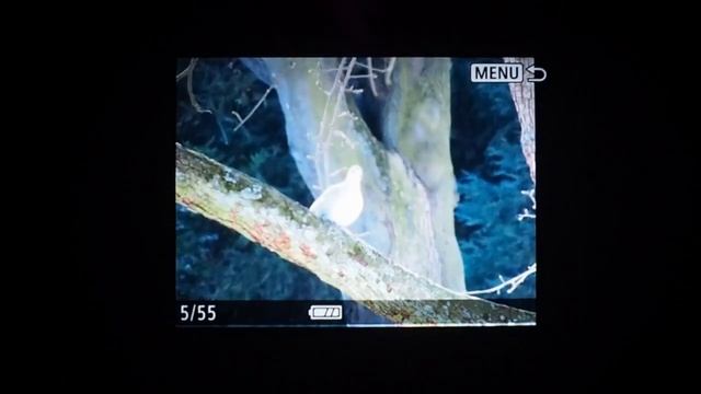 Canon PowerShot Zoom přehrávání смотреть онлайн