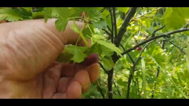 МАРИНАД ДЛЯ ШАШЛЫКА ИЗ КУРИЦЫ. ГРИЛЬ НА ВИНОГРАДНОЙ ЛОЗЕ.