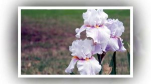 Луковичные ирисы 2017 ГОДА