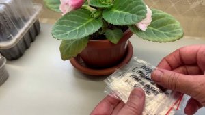 Тидея из семян. Приобрела новые семена красивых махровых глоксиний.