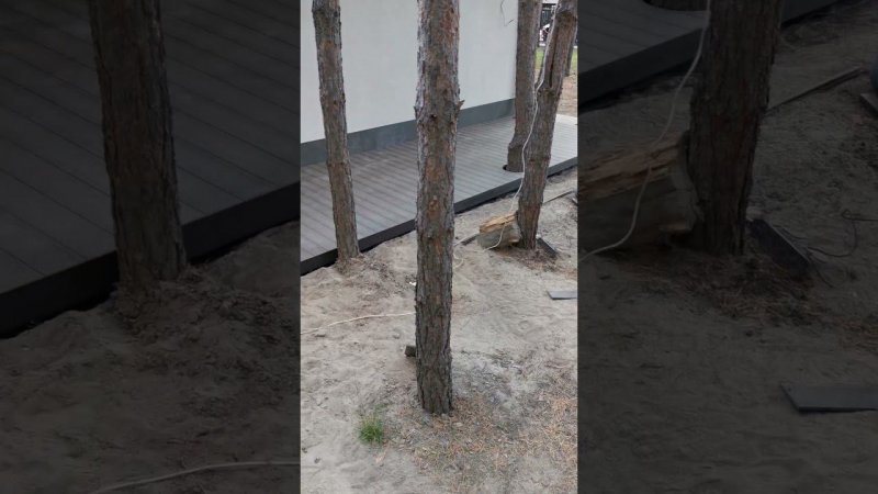 Терраса из ДПК! Аккуратно сделали вырез под деревья!