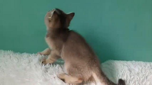 Scottish Straight шотландский прямоухий