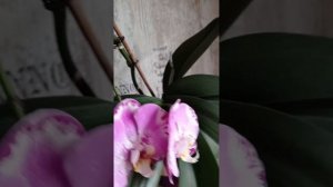 Обзор цветущих орхидей🌸 Пиниф🌸 Претория🌸 Африканский закат🌸 Джойрайд🌸 Викторио Фонтано🌸