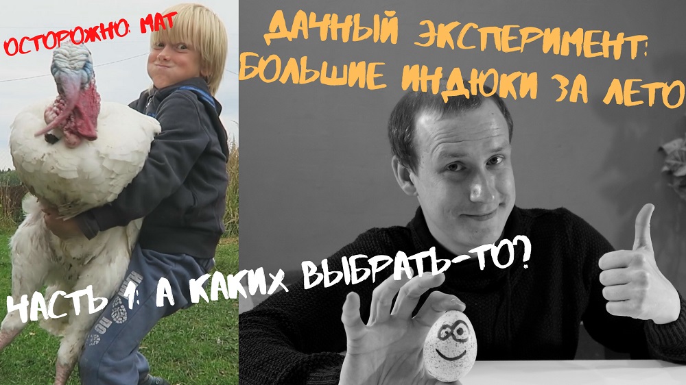 Выращивание бройлерных индюков на даче. Видео 1: Интро и выбор породы. Хайбрид конвертер