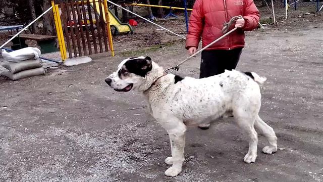 alabai batyr plavi vuk смотреть онлайн