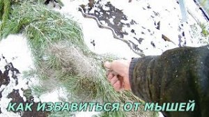Как избавиться от мышей навсегда простой способ-работает.Как бороться с мышами народными средствами