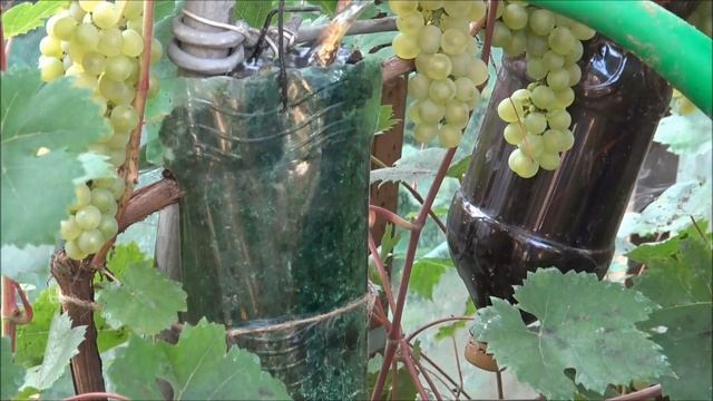 ВИНОГРАД: 3 способа размножения НЕ СРЕЗАЯ ЛОЗУ. Делюсь опытом