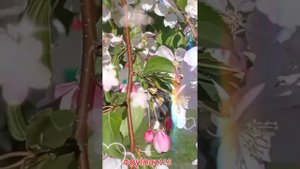 Василя Фаттахова"Алмагач чэчэге"🌺🌸🌺Хэерле кич дусларым🤗🌹🌹🌹
