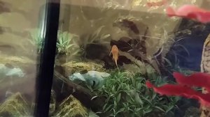 Жизнь рыб в аквариуме