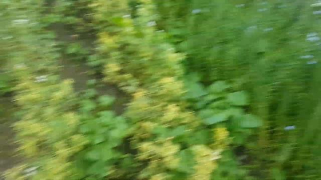 Использование льна для озеленения и декорации клумб смотреть онлайн