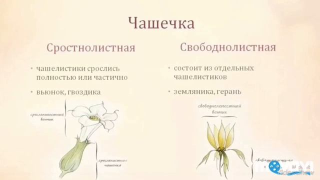 Цветок. Биология в стихах. 6 класс. смотреть онлайн