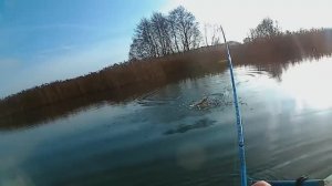 Ловля ЩУКИ на СПИННИНГ в НОЯБРЕ на ВОБЛЕР (ЩУКА делает СВЕЧКУ)