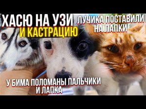 Едем в Ставрополь с Бимом. Сломана лапка. Хасю (Джена) на Узи и Кастрацию. Лучика ЗАБИРАЕМ