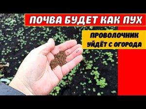 ЛЮБАЯ ПЛОТНАЯ ПОЧВА БУДЕТ КАК ПУХ! ПРОВОЛОЧНИК УЙДЕТ С ОГОРОДА!Сею сидерат фацелия под зиму и весной