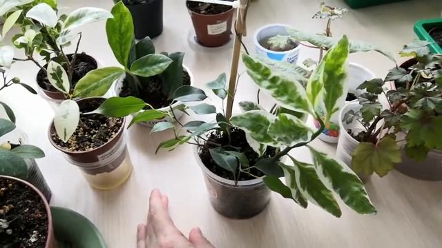Уход за растениями и нюансы выращивания