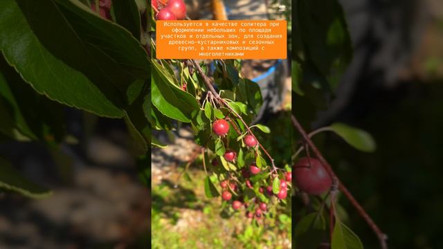 Яблоня "Чил'с Випинг"
Malus 'Cheal's Weeping'