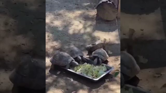 Озвучка не моя..Но прикольно получилось...