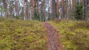 Ладожский пляж. Загубская губа, Загубье. Часть вторая