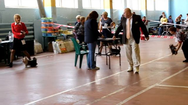 Миасс выставка собак.йорки смотреть онлайн