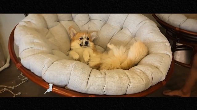 Очень крут-(Happy korgi). Клип на 200 подписчиков!пародия от собаки.Корги Рокки (говорящая собака) смотреть онлайн