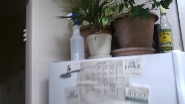 Repotting Aloe Vera and Echeveria Succulents смотреть онлайн