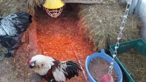 ПОЛЕЗНОЕ ТЕПЛО В КУРЯТНИКЕ - ТЕПЛИЦЕ\ Способы обогрева кур зимой  сильный мороз\ Что такое Рефлекто