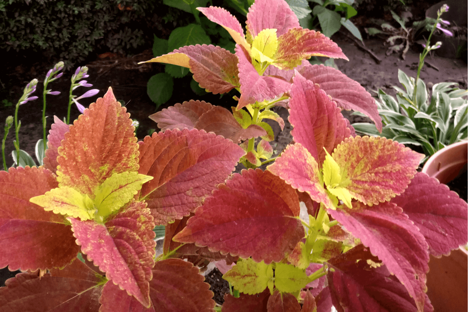 Колеус гибридный "Алабама Сансет" (Coleus hybridus "Alabama Sunset")