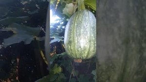 ПРИКОЛ ТЫКВА ВЫРОСЛА НА ДЕРЕВЕ?