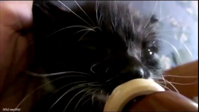 Котёнка кормят из бутылочки. Очень мило)) смотреть онлайн