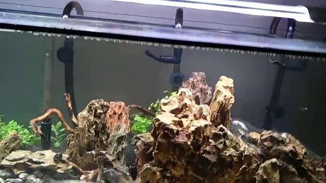 Akwarium 170l #01 Leddy Slim 36W? смотреть онлайн