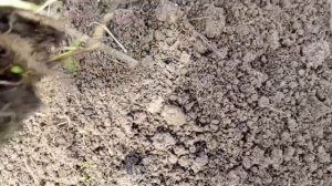 Как правильно делать грядки