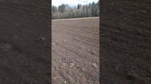 МТЗ 82 внесение минеральных удобрений разбрасывателем Амазоне ZA-M 1001