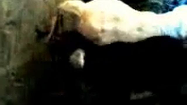 три козлёнка ))) смотреть онлайн