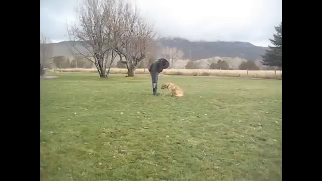 Training a Young Labrador Retriever