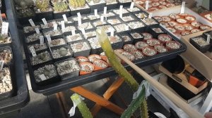 Астрофитум гибридный.Прививка сеанцев кактуса на цереусы.